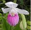 Showy Pink Lady Slipper